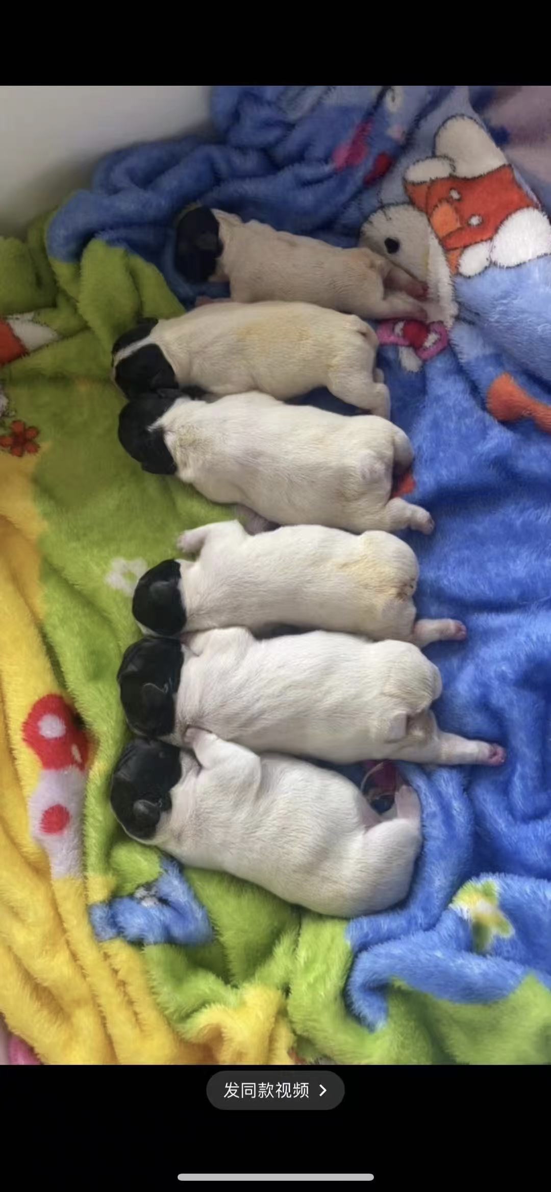 微微姐法斗黑白花法国斗牛犬幼犬实拍